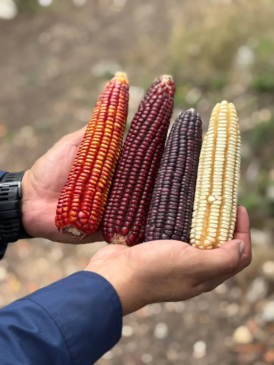 Maíz criollo de colores