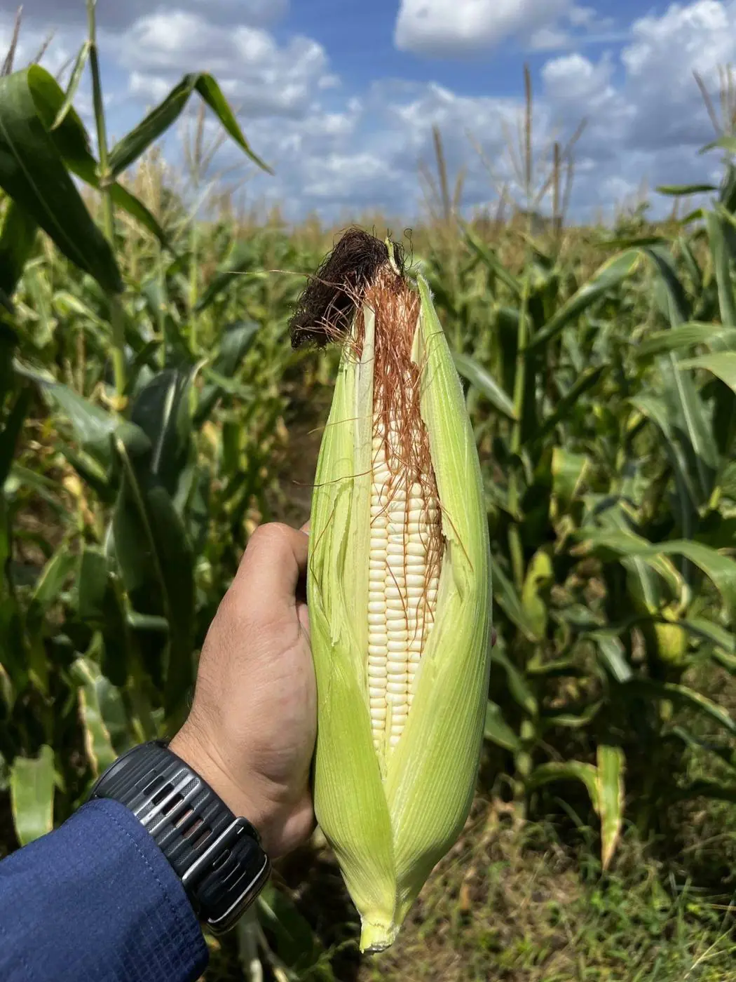 Elote en la milpa